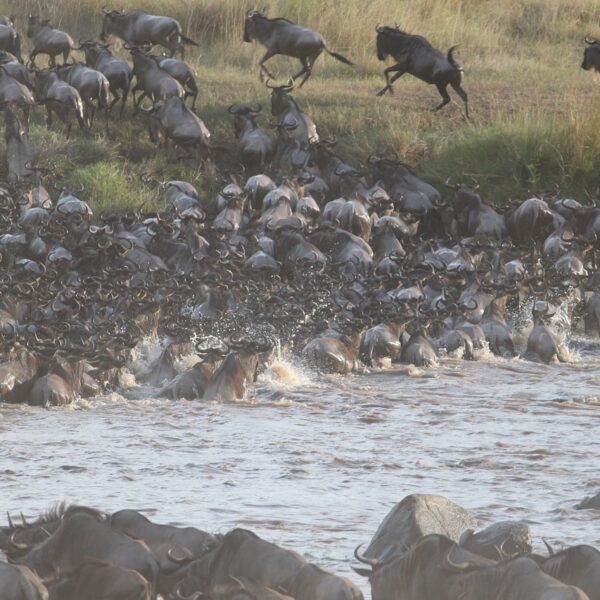 4 Days Masai Mara Camping Migration safari
